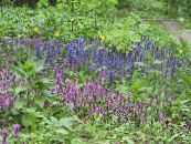 Dārza Ziedi Taure, Bugleweed, Ajuga foto, raksturlielumi gaiši zils