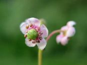 Pipsissewa, Le Pin Prince, Rez-De Houx (Chimaphila) rose, les caractéristiques, photo