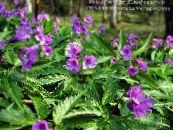 I fiori da giardino Dentaria, Dentaria, Cardamine foto, caratteristiche lilla
