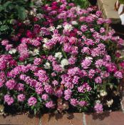 ბაღის ყვავილები Candytuft, Iberis ფოტო, მახასიათებლები ვარდისფერი