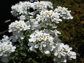 Záhradné kvety Iberka, Iberis fotografie, vlastnosti biely
