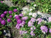 Trädgårdsblommor Candytuft, Iberis foto, egenskaper lila