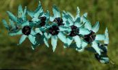 Sodo Gėlės Ixia nuotrauka, charakteristikos šviesiai mėlynas