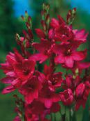 Ogrodowe Kwiaty Ixia zdjęcie, charakterystyka czerwony