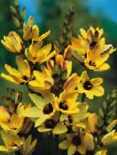 Tuin Bloemen Ixia foto, karakteristieken geel