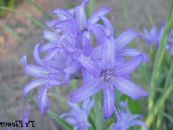 Lily-Of-The-Altai, Lavendel Bjerg Lilje, Sibirisk Lilje, Himmelblå Bjerg Lilje, Tandsten Lilje (Ixiolirion) lyseblå, egenskaber, foto