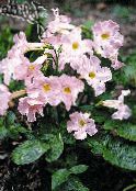 Záhradné kvety Vytrvalý Gloxínia, Incarvillea delavayi fotografie, vlastnosti ružová