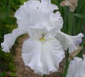 Varavīksnene (Iris barbata) balts, raksturlielumi, foto