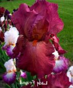 Írisz (Iris barbata) burgundia, jellemzők, fénykép