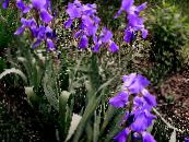 Iris (Iris barbata) vijolična, značilnosti, fotografija