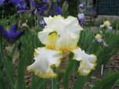 Hage Blomster Iris, Iris barbata bilde, kjennetegn gul