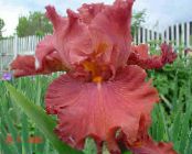 Градински цветове Ирис, Iris barbata снимка, характеристики червен