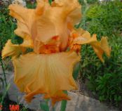 Dārza Ziedi Varavīksnene, Iris barbata foto, raksturlielumi oranžs
