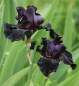 Ирис (Iris barbata) черно, характеристики, снимка