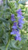 Isop (Hyssopus officinalis) ljusblå, egenskaper, foto