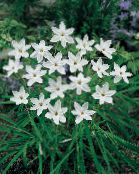 Záhradné kvety Jar Starflower, Ipheion fotografie, vlastnosti biely