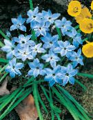 Borraja Primavera (Ipheion) azul claro, características, foto