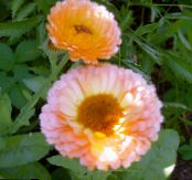 Dārza Ziedi Pot Kliņģerīte, Calendula officinalis foto, raksturlielumi sārts
