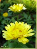 Dārza Ziedi Pot Kliņģerīte, Calendula officinalis foto, raksturlielumi dzeltens