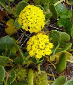 Záhradné kvety Piesok Verbeny, Abronia fotografie, vlastnosti žltá