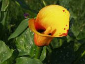 Zahradní květiny Kala, Arum Lily, Calla fotografie, charakteristiky oranžový