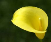 Kála, Arum Lily (Calla) sárga, jellemzők, fénykép