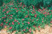 Meksikolainen Winecups, Unikko Malva (Callirhoe involucrata) punainen, ominaisuudet, kuva