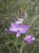 Grama Rosa Orquídea (Calopogon) lilás, características, foto