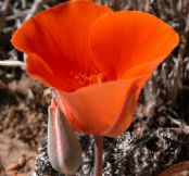 Sego Lelija, Tolmie Žvaigždė Tulip, Gauruotas Pūlingas Ausys (Calochortus) raudonas, charakteristikos, nuotrauka