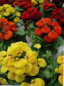 Dame Sko, Tøffel Blomst, Slipperwort, Lommebog Plante, Pose Blomst (Calceolaria) rød, egenskaber, foto