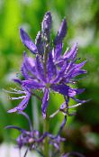 Trädgårdsblommor Camassia foto, egenskaper violett