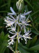 Hage Blomster Camassia bilde, kjennetegn hvit
