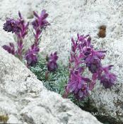 Flores de jardín Saxifraga foto, características púrpura