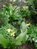 Fawn Lilje (Erythronium) gul, kjennetegn, bilde