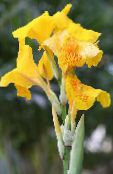 Градински цветове Кана Лилия, Индийско Удар Растителна, Canna снимка, характеристики жълт