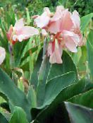 Vrtne Cvjetovi Canna Lily, Indijska Pucao Biljka foto, karakteristike ružičasta