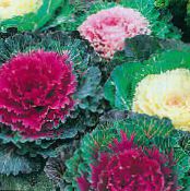 Blomstrende Kål, Ornamental Grønkål, Collard Grønkål (Brassica oleracea) rød, egenskaber, foto