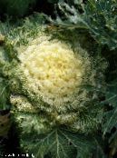 Záhradné kvety Kvitnúce Kapusta, Kel Okrasných, Collard, Kel, Brassica oleracea fotografie, vlastnosti žltá