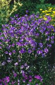 Szerelem Üzem, Ámor Dart (Catananche) lila, jellemzők, fénykép