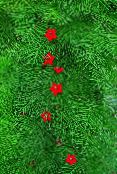 Vrtno Cvetje Kardinal Plezalec, Ciprese Trta, Indijska Roza, Ipomoea quamoclit fotografija, značilnosti rdeča