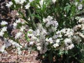 庭の花 カロライナ海のラベンダー, Limonium フォト, 特性 ホワイト