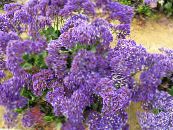 Carolina Hav Lavendel
