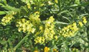 庭の花 カロライナ海のラベンダー, Limonium フォト, 特性 黄