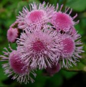 Конци Цвете (Ageratum houstonianum) розов, характеристики, снимка