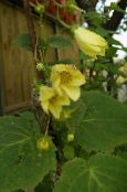 庭の花 黄色のワックスの鐘, Kirengeshoma palmata フォト, 特性 黄