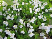 酢浆草，圣灵降临节的花，绿色的势利小人，睡美人 (Oxalis) 白, 特点, 照片