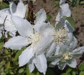 Vrtno Cvetje Srobot, Clematis fotografija, značilnosti bela