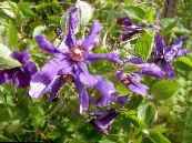 Trädgårdsblommor Clematis foto, egenskaper violett