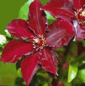 Hage Blomster Klematis, Clematis bilde, kjennetegn rød