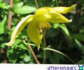 Vrtno Cvetje Srobot, Clematis fotografija, značilnosti rumena
